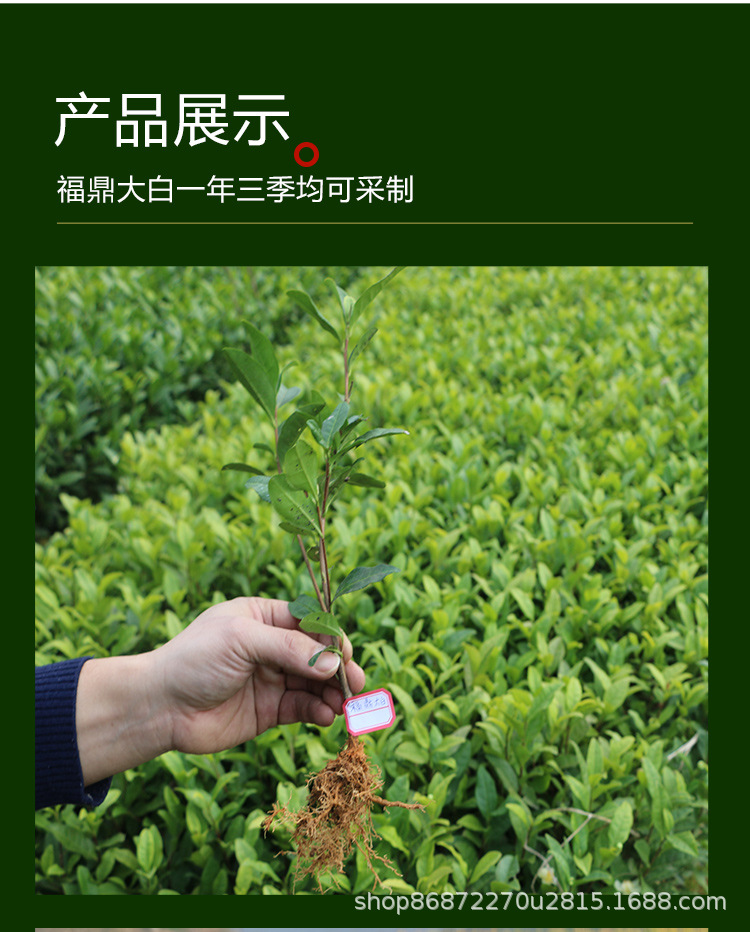 福鼎大白茶树苗 福建福安茶树苗 中叶茶早茶苗绿茶白茶工程绿化