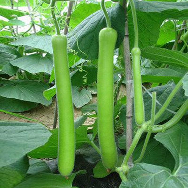 绿宝二号瓠瓜种子长蒲瓜种子农家长瓠瓜种子早生菜葫芦瓜蔬菜籽孑