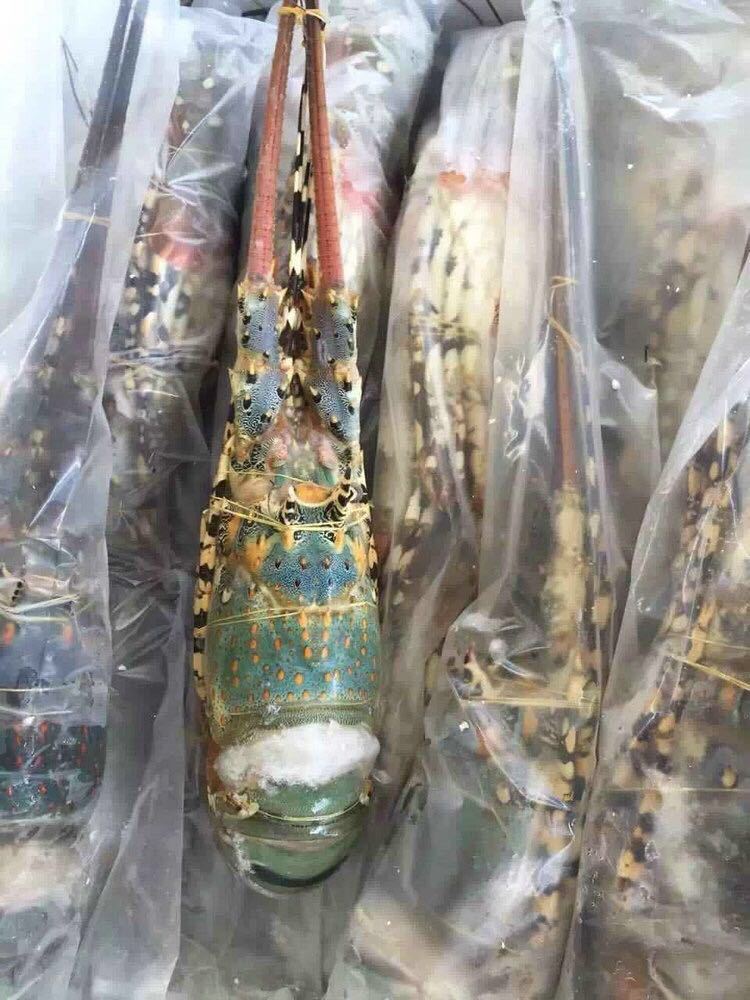 5-2.6斤锦绣龙虾酒店宴席海鲜 冷冻水产品批