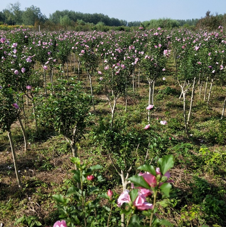 庭院大型木槿花苗大花浓香重瓣木槿阳台盆栽花卉植物耐寒室外花苗