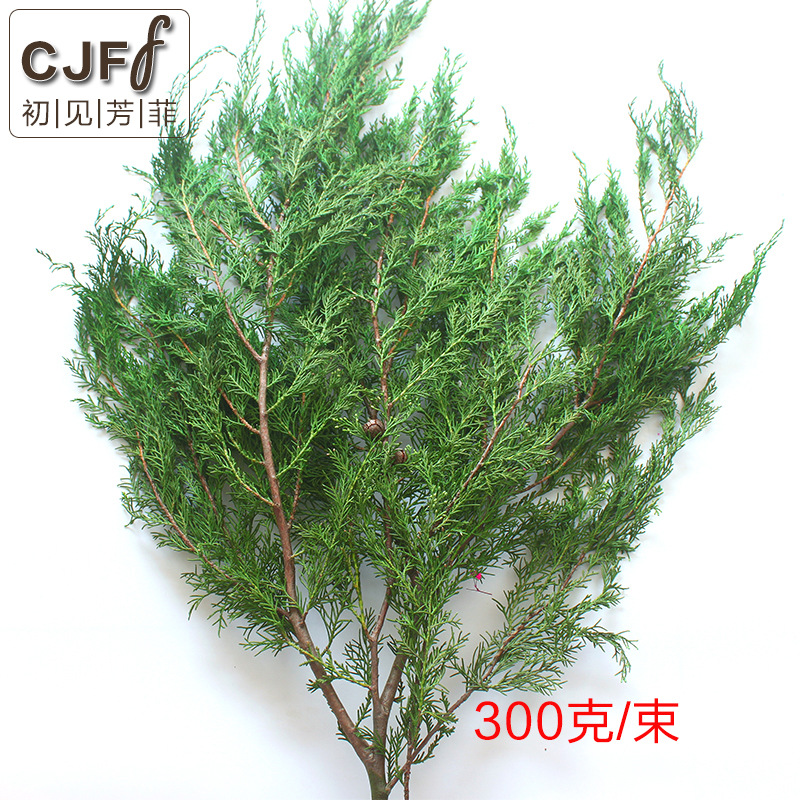 厂家直供 永生松柏树 圣诞节树 天竺少女松柏叶300克/束