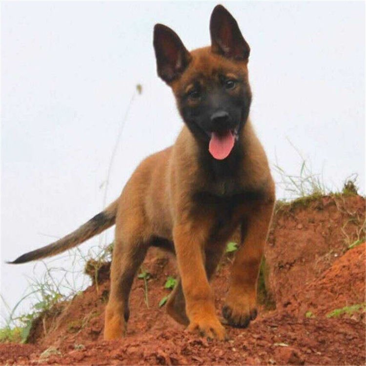 江西出售马犬幼犬纯种马犬活体看家护院中大型马犬猎犬科目红马犬