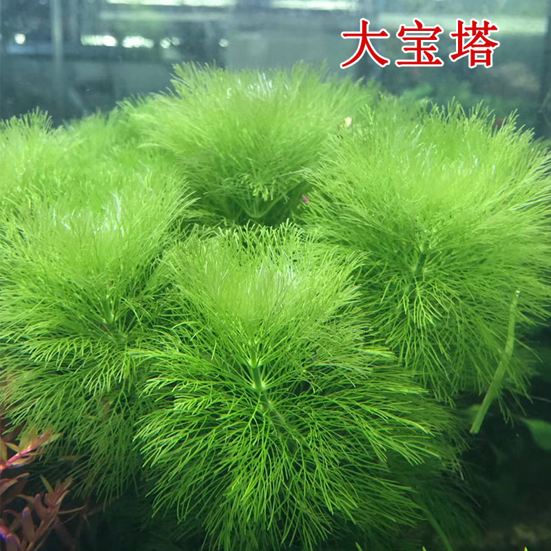 大宝塔水草 草场批发鱼缸造景装饰 水草活体 中后景水草批发