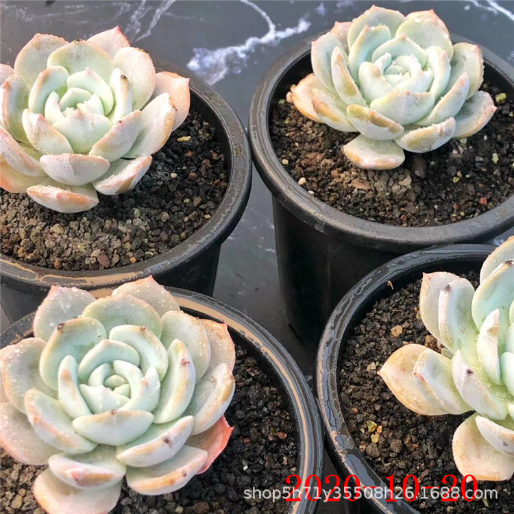 大棚批发多肉植物 白茶小桩 果冻三日月小桩盆10cm多肉