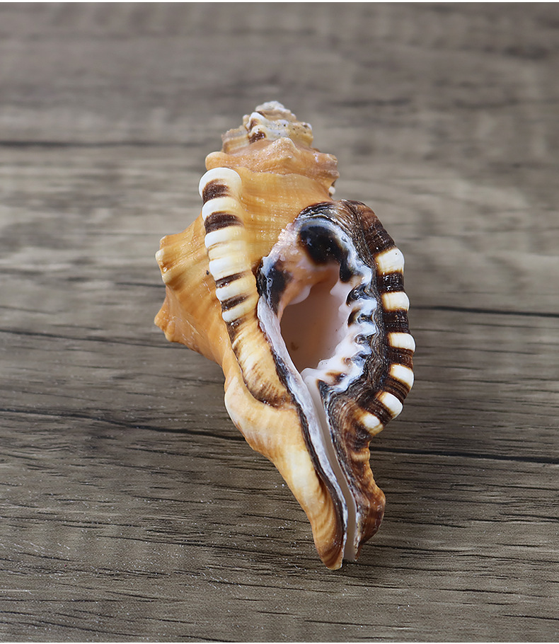 象鼻法螺 天然海螺贝壳工艺品 稀缺螺贝收藏 精美礼物海洋标本