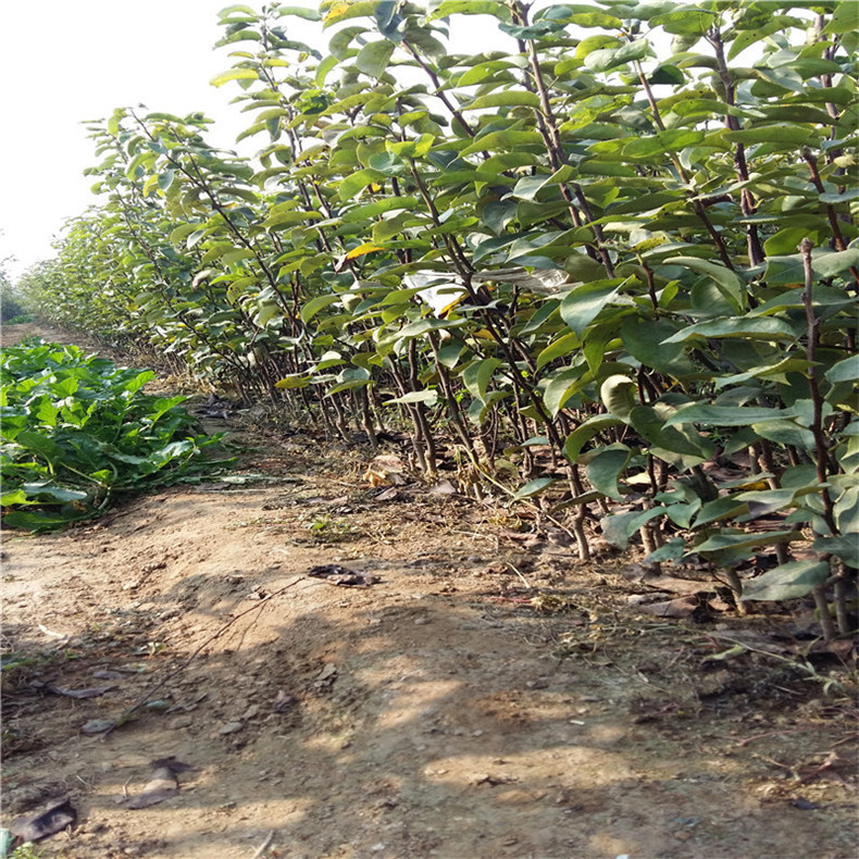 自家培育种植的2公分红啤梨树苗 农户直销价格公道红梨苗