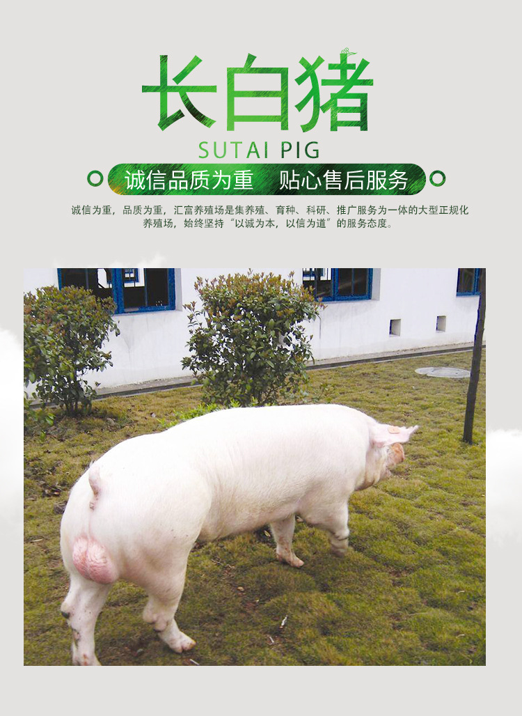 山东繁育母猪养殖场 二元猪仔 长白猪价格 能长到多少斤