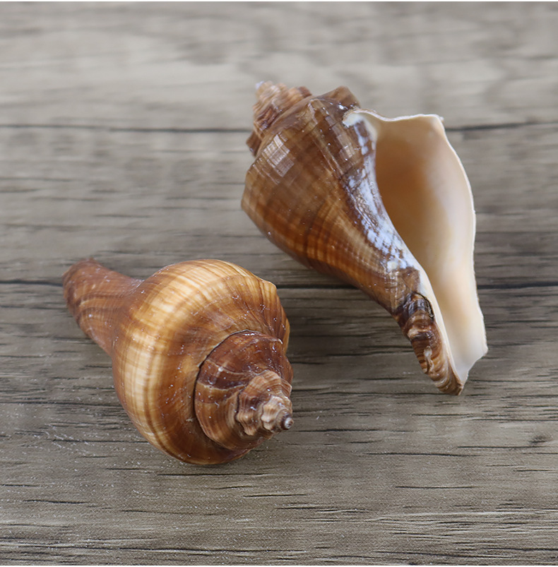 天然海螺贝壳红香螺鱼缸造景水族箱装饰品家居布置批发一斤装