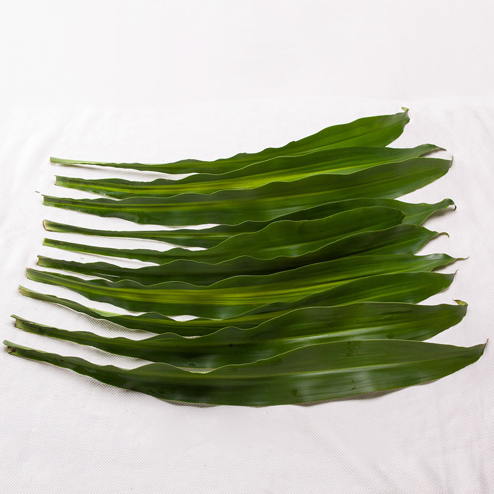 【红日花卉】云南昆明斗南鲜花 配叶巴西叶花艺装饰