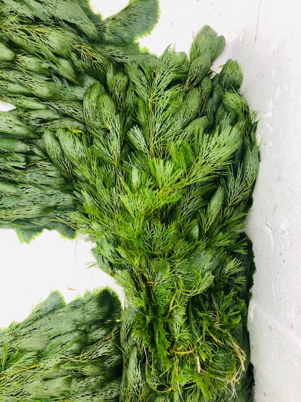 绿菊 草场直销 后景绿色水草