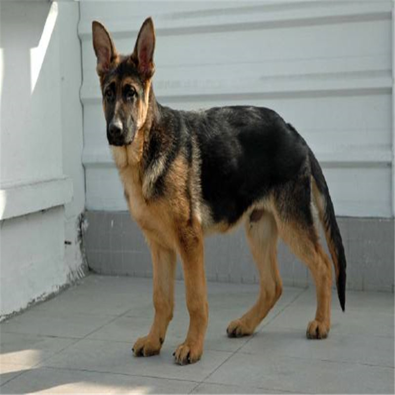 纯种德牧幼犬弓背黑背德国牧羊犬警犬军犬大型狼狗猎犬活体宠物狗