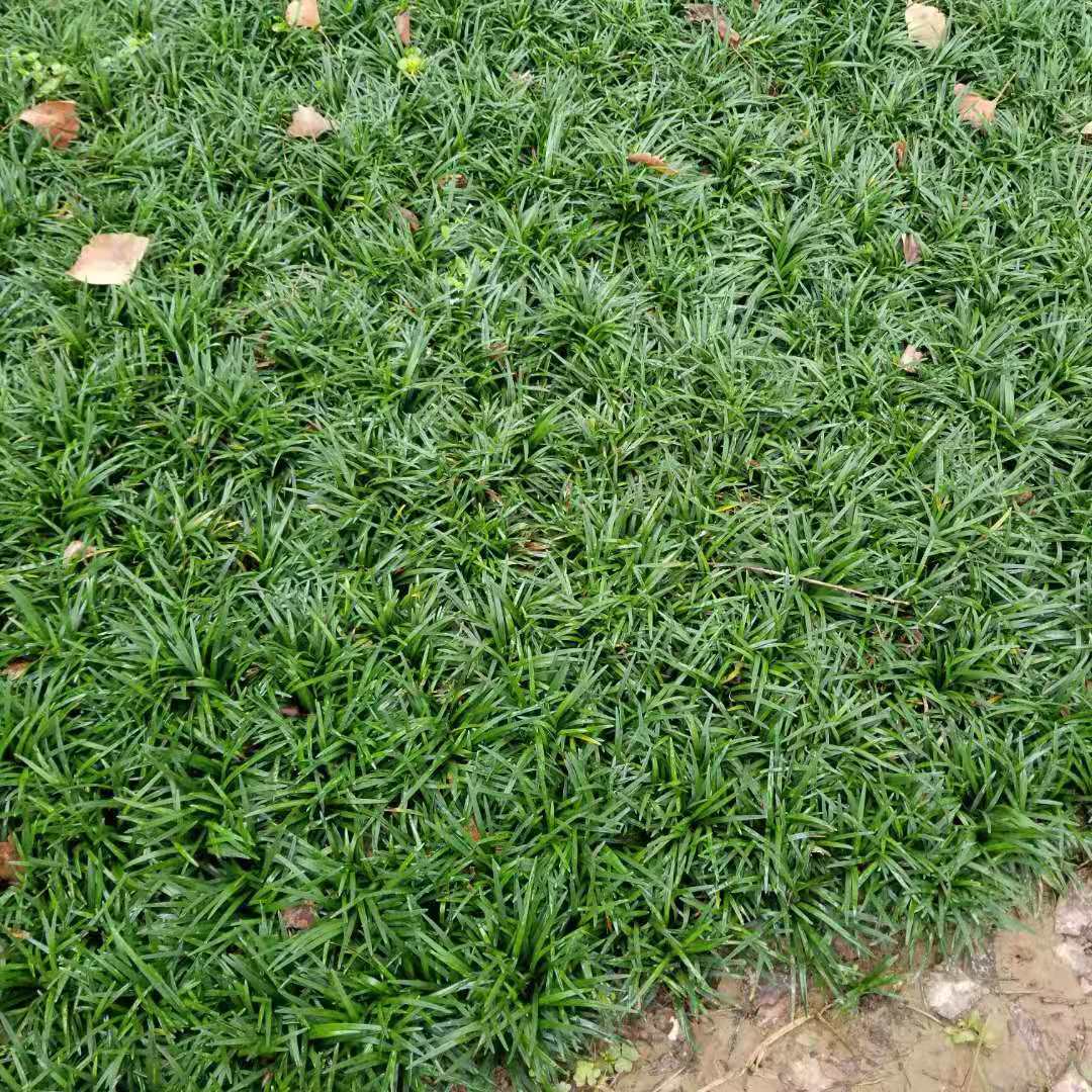 中叶麦冬草 细叶麦冬苗耐寒耐旱常青地被草 庭院公园草坪