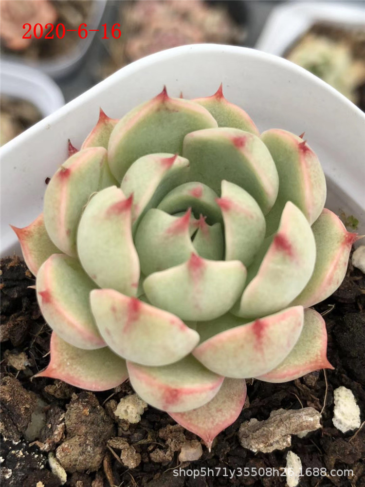 101多肉植物基地批发苯巴5cm左右多肉品种品相裸根发货