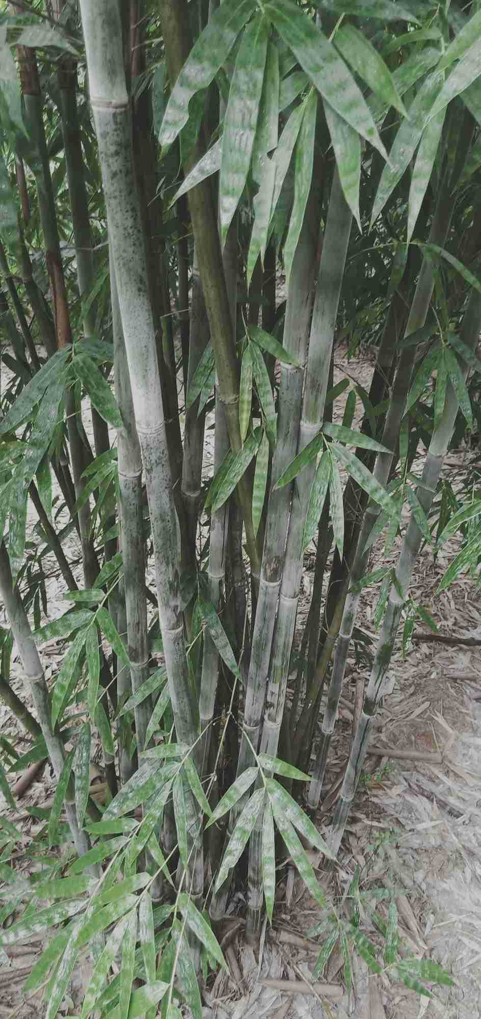 湘妃竹料斑竹-湘妃竹料斑竹厂家,品牌,图片,热帖-阿里巴巴