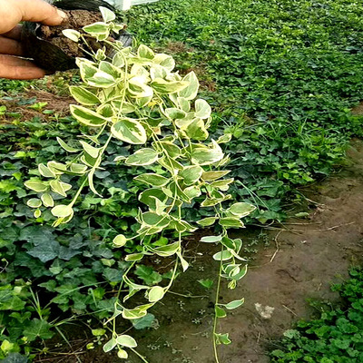 小叶红色杆草谁知道是什么草