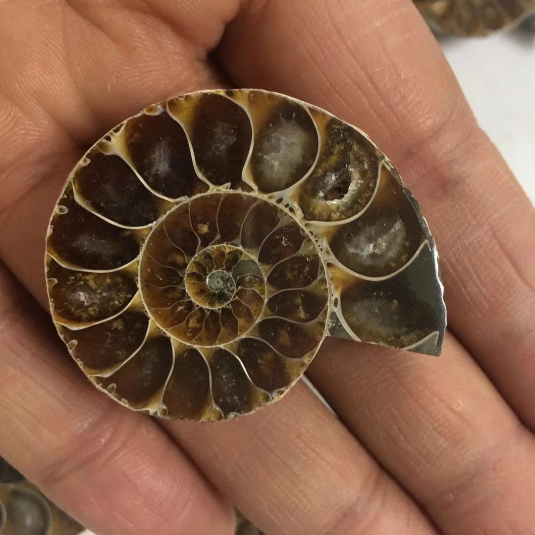 批发斑彩螺化石小切片开片螺包边菊石古生物化石教学标本吊坠