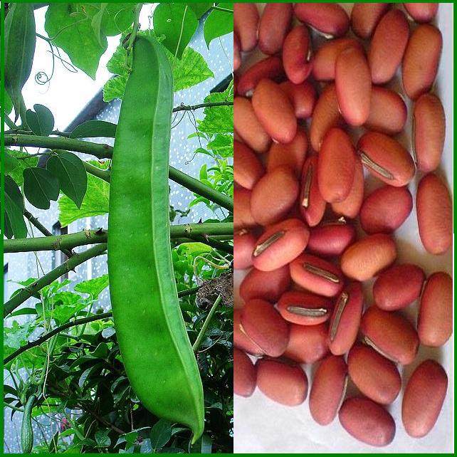 特色蔬菜春秋庭院种巴西豆种子红刀豆大扁豆大刀豆种子高产魔豆籽