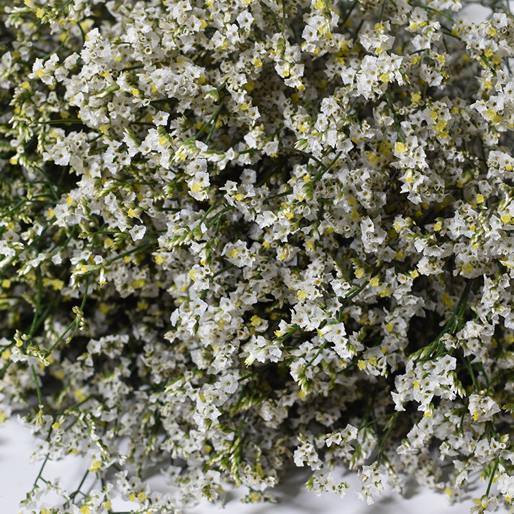[水晶草]新鲜基地彩色水晶草 可制成干花 室内装饰插花鲜切花