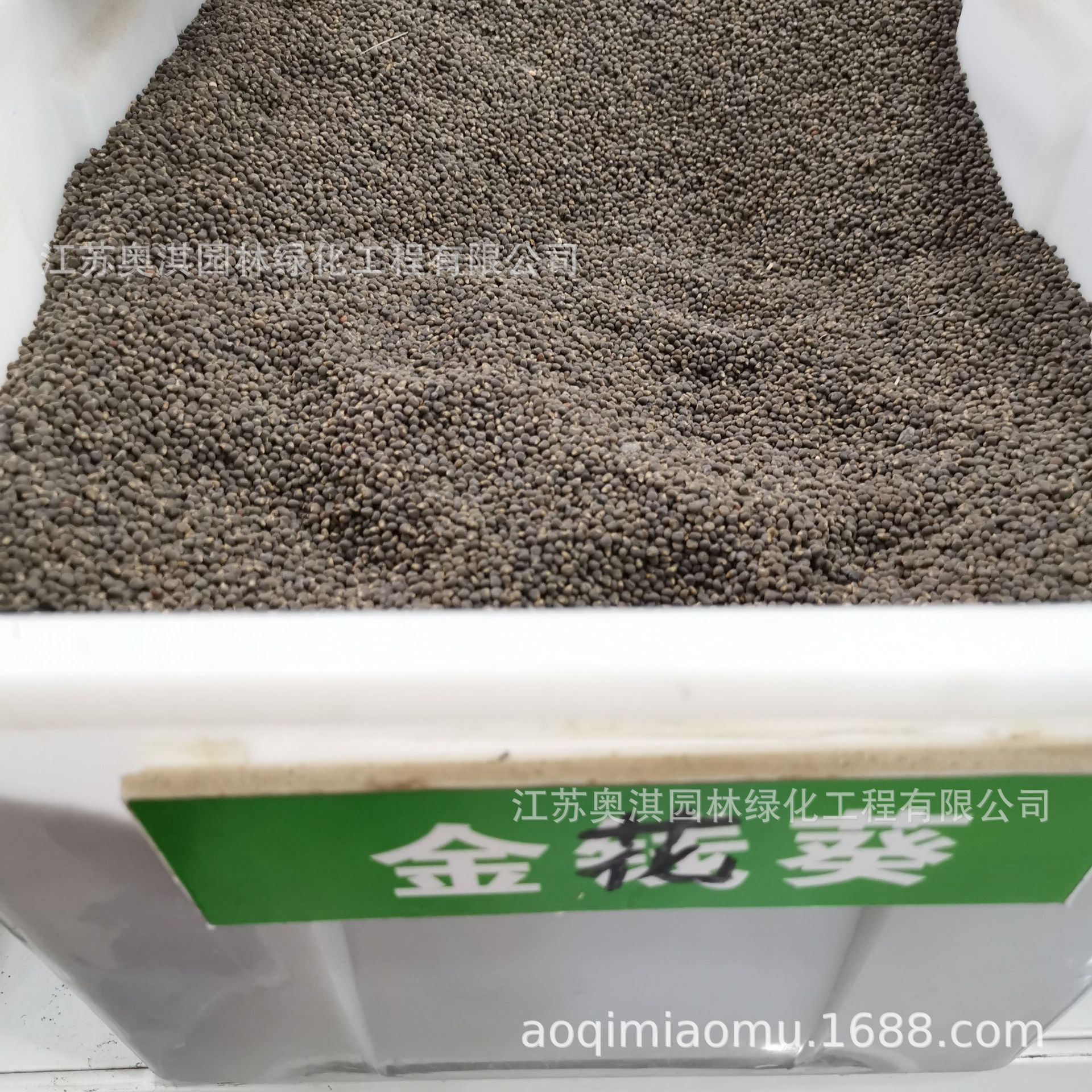 新采草花种子 金花葵种子 菜芙蓉野芙蓉种子 量大优惠 货到付款