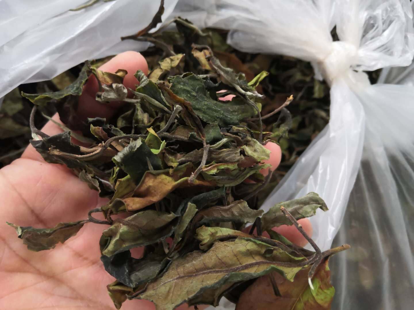 大寺古树白茶 野生老白茶 自然晾干 不炒不揉 不见阳光 凤庆白茶