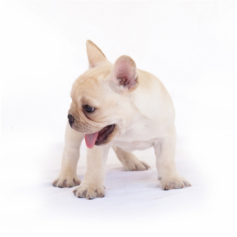 出售纯种奶油法国斗牛犬法斗幼犬纯黑色法牛白健康活体宠物犬幼犬