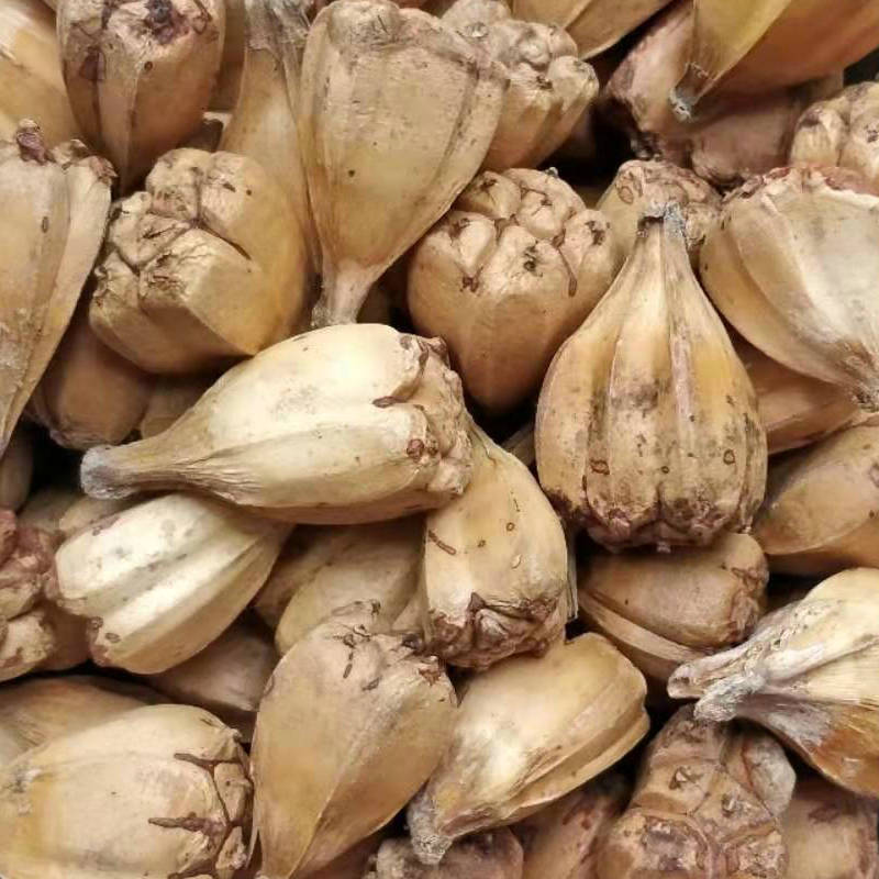 山菠萝批发滴血莲花原籽子 野菠萝产地大货 可打粉加工