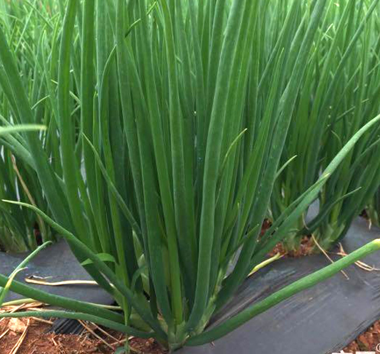 四季小香葱种子葱种子 农田菜园可盆栽香味浓柔嫩小葱蔬菜籽