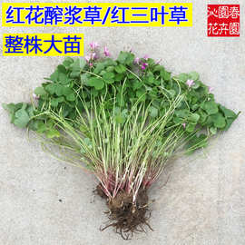 新品四季开花地被红花三叶草酢浆草种子幸运草炸酱草球根耐阴好活