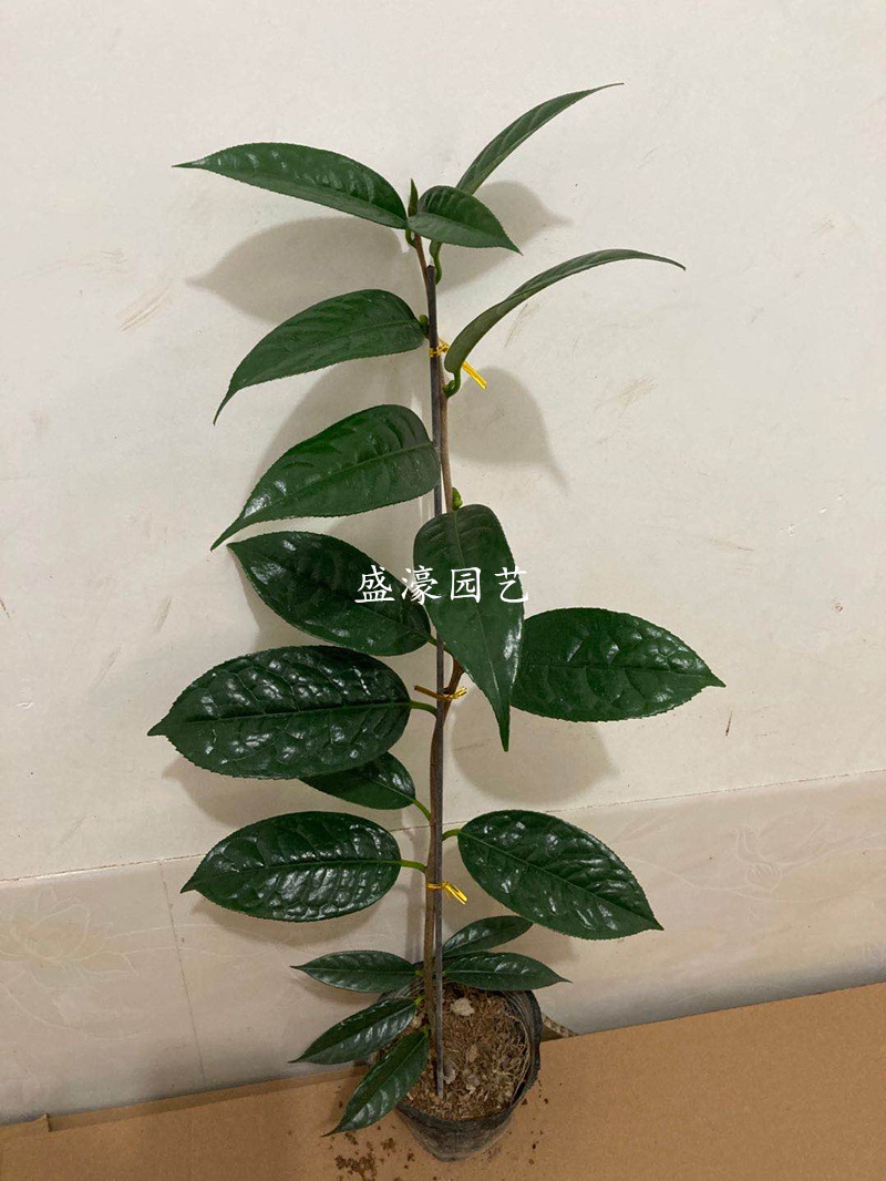 防城凹脉毛瓣黄遵四季黄抱茎金花茶树苗名贵稀有盆栽黄色花卉