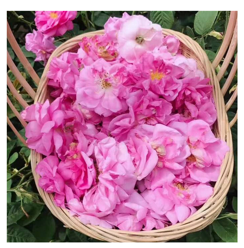 厂家直供法国千叶玫瑰纯露低温饱和蒸馏爽肤水千叶玫瑰纯露oem