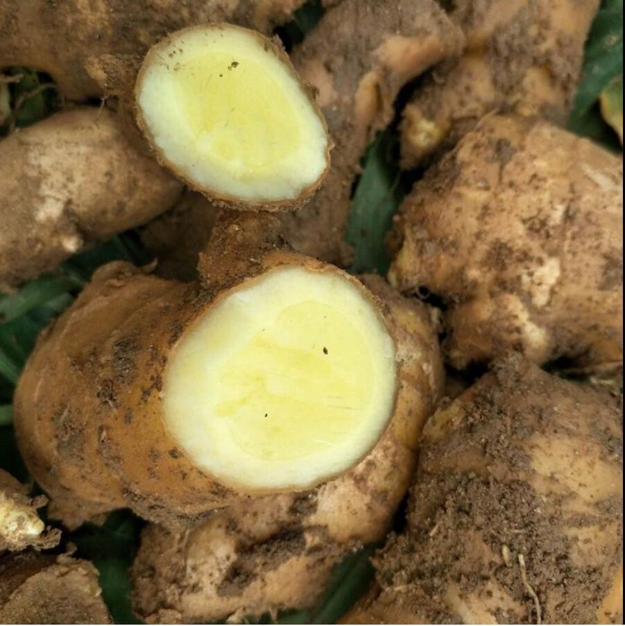 特价包邮 带箱10斤可包邮现挖生姜新鲜生姜当季蔬菜嫩姜批发新姜