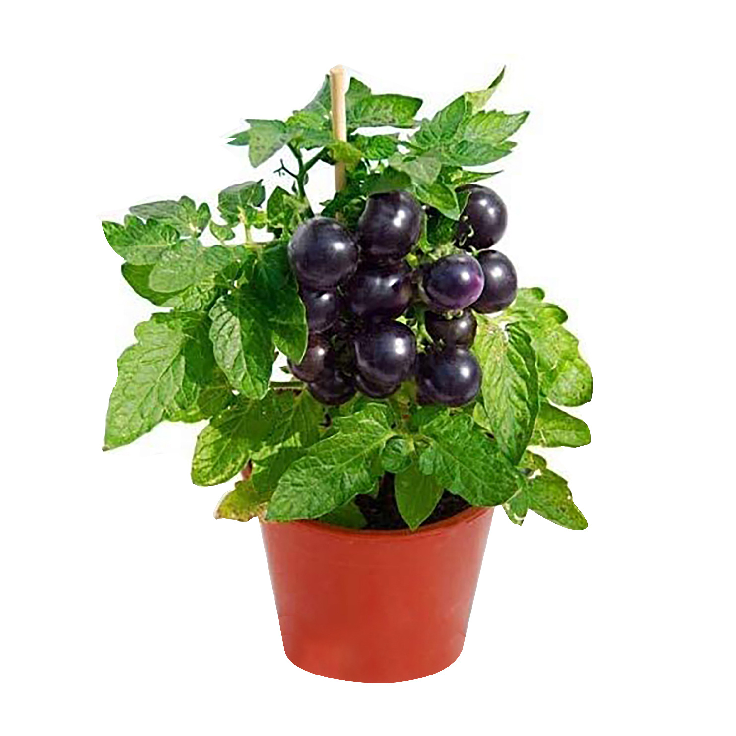 黑珍珠番茄黑番茄种子紫番茄籽水果四季阳台盆栽西红柿蔬菜种孑