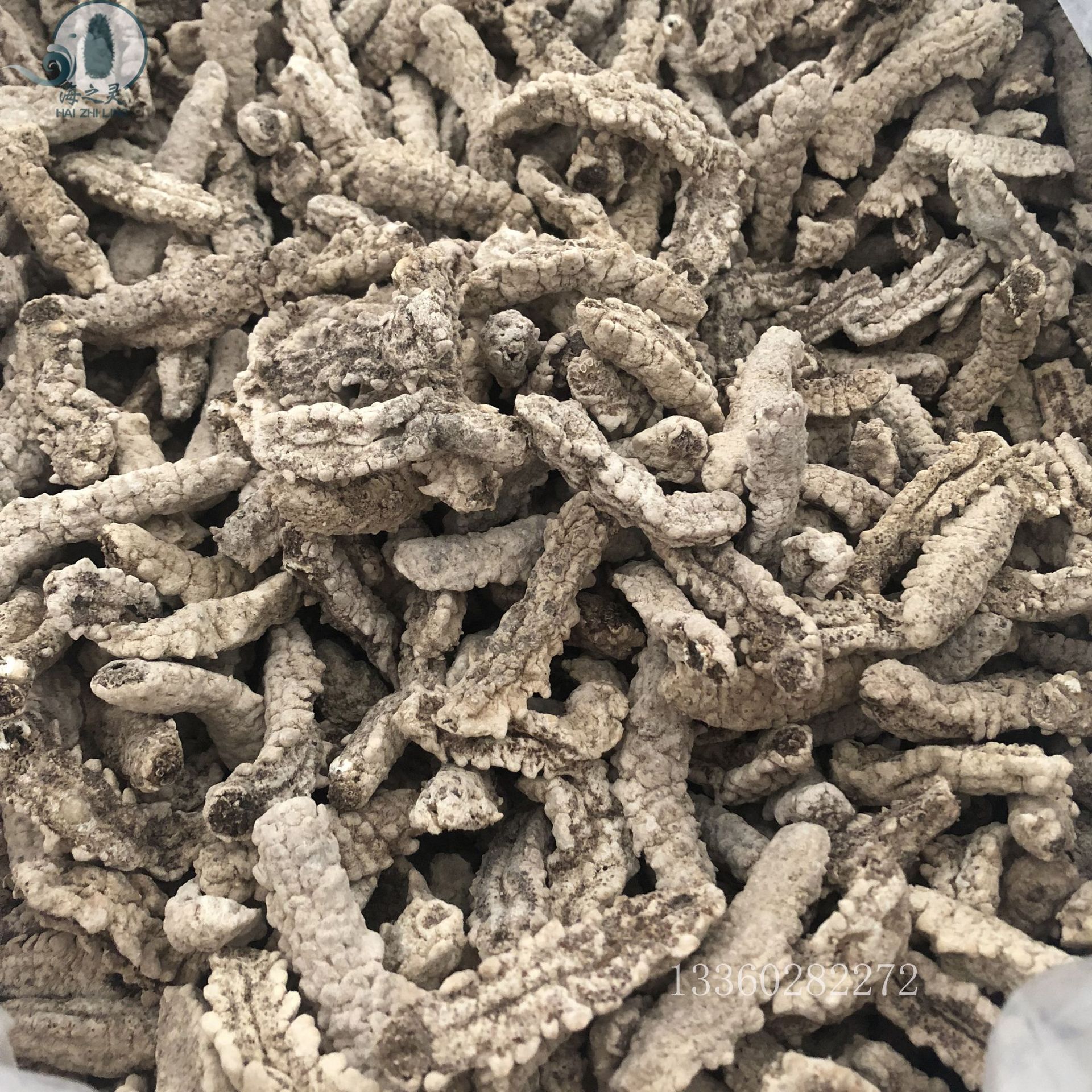 野生淡干小刺黄参兰卡刺黄刺王参110头足干 专供全国酒店海参批发