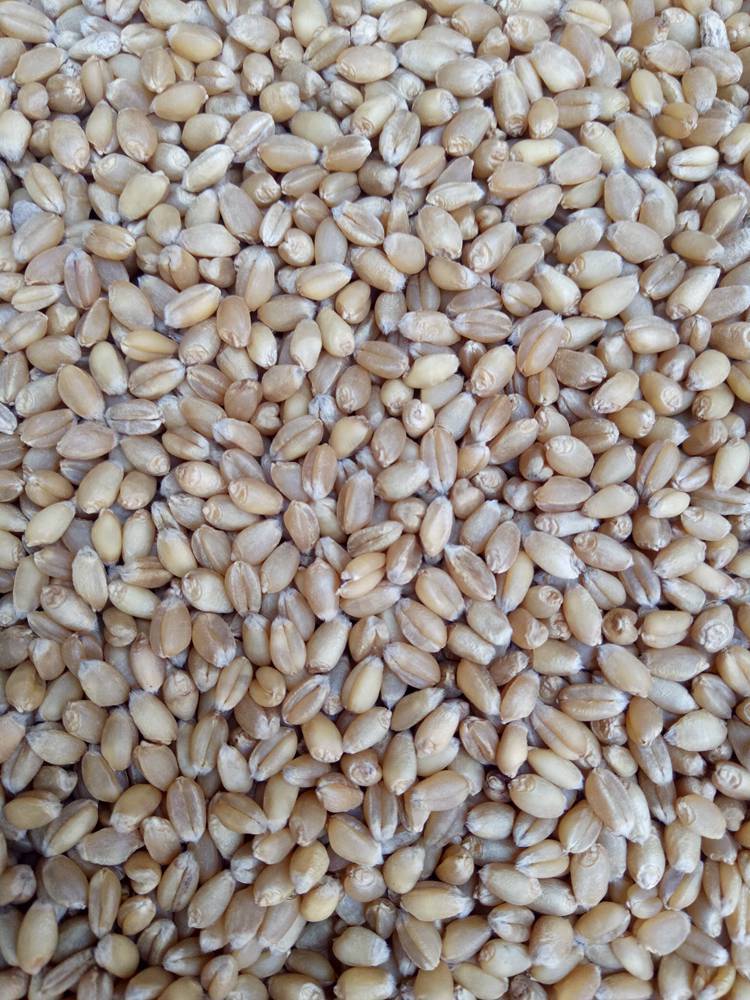 新小麦粒5斤农家自产 磨面做麦酱发麦苗 小麦草种子 带皮麦子种籽