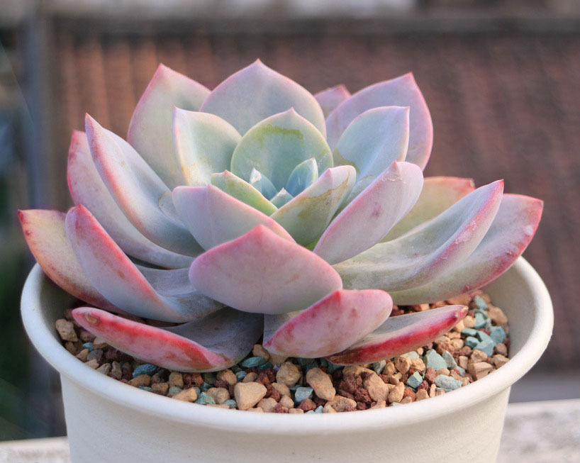 虹彩石厂家供应多肉铺面栽培基质颗粒虹彩石透气透水八合一虹彩石