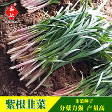 独根红韭菜种子割茬紫根红根大叶韭菜籽 四季易种盆栽蔬菜种籽