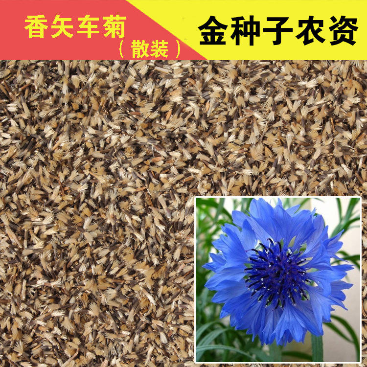 香矢车菊种子香矢车菊籽花种子花籽花卉种子阳台盆栽蔬菜种子