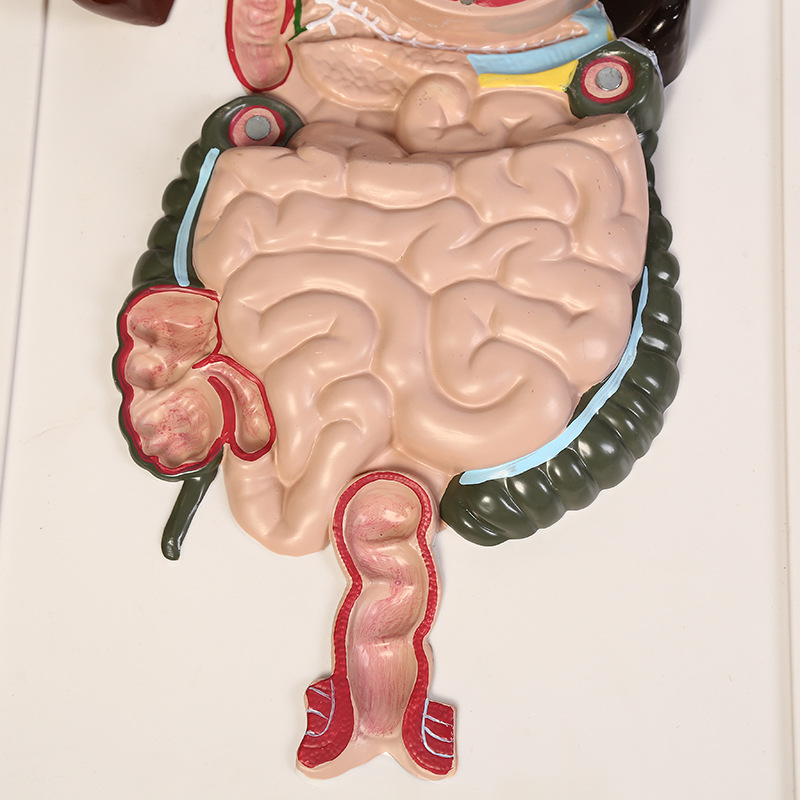 消化系统浮雕模型人体解剖各系统模型医学直观教学器材厂家批发