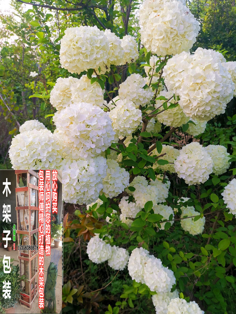 木绣球树苗大花斗球麻球中华斗球树苗中华白马球别墅庭院风景树苗