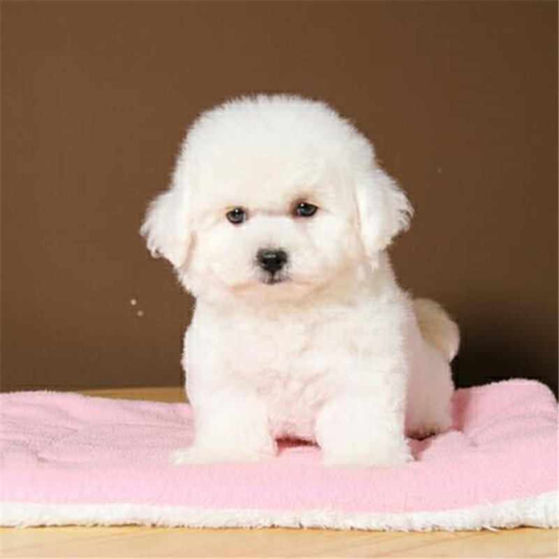 0成交3条更多小体比熊犬厂家小体比熊犬品牌喜乐蒂犬大中型犬金毛犬