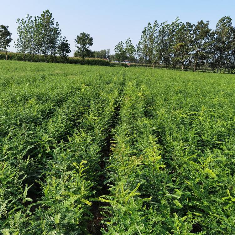 一年皂角苗量大从优 基地直供 品种保证 成活率高