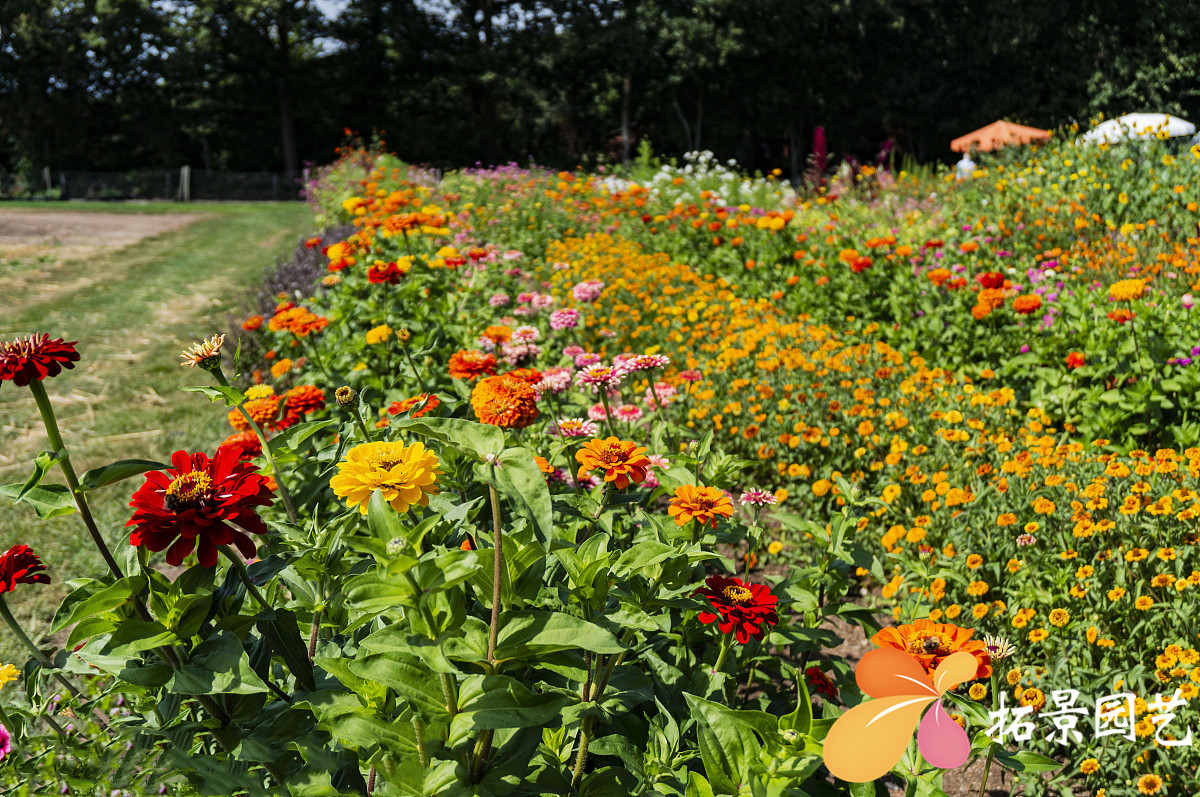 野花组合种子四季开花野花组合庭院花海易种植矮杆草花组合花籽