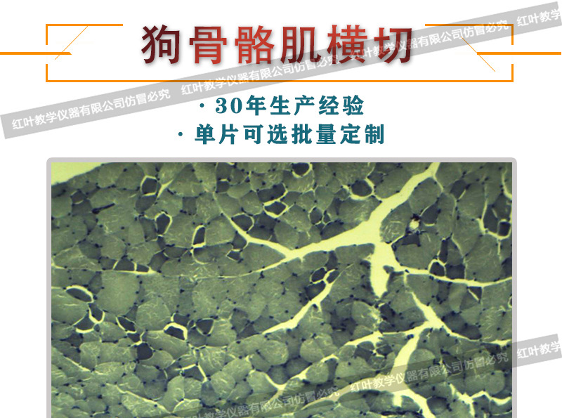 狗骨骼肌横切生物切片动物组织细胞切片教学用织组织切片