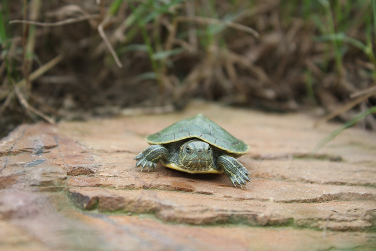 寸金幼龟粮16g 小乌龟饲料 巴西龟龟粮 5cm以下幼龟 上浮型 通用