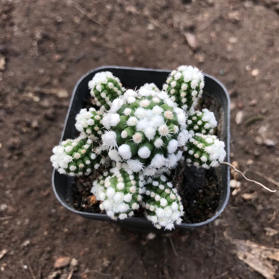 仙人球明日香姬自根会开花的仙人球盆栽仙人球多肉植基地大棚