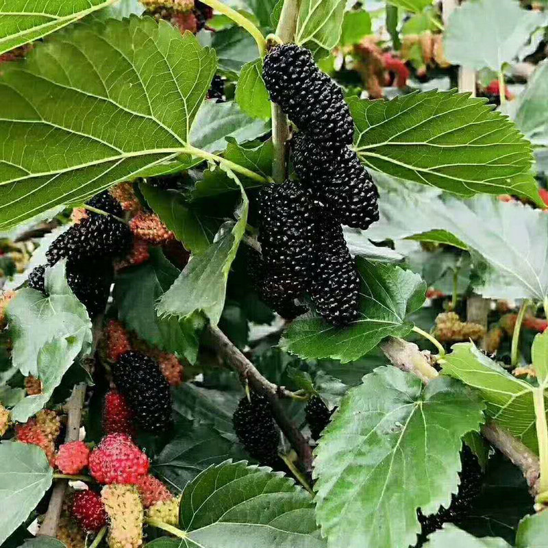 桑葚果桑苗桑果树苗当年结果 台湾长果桑苗大十果桑苗桑葚树种苗