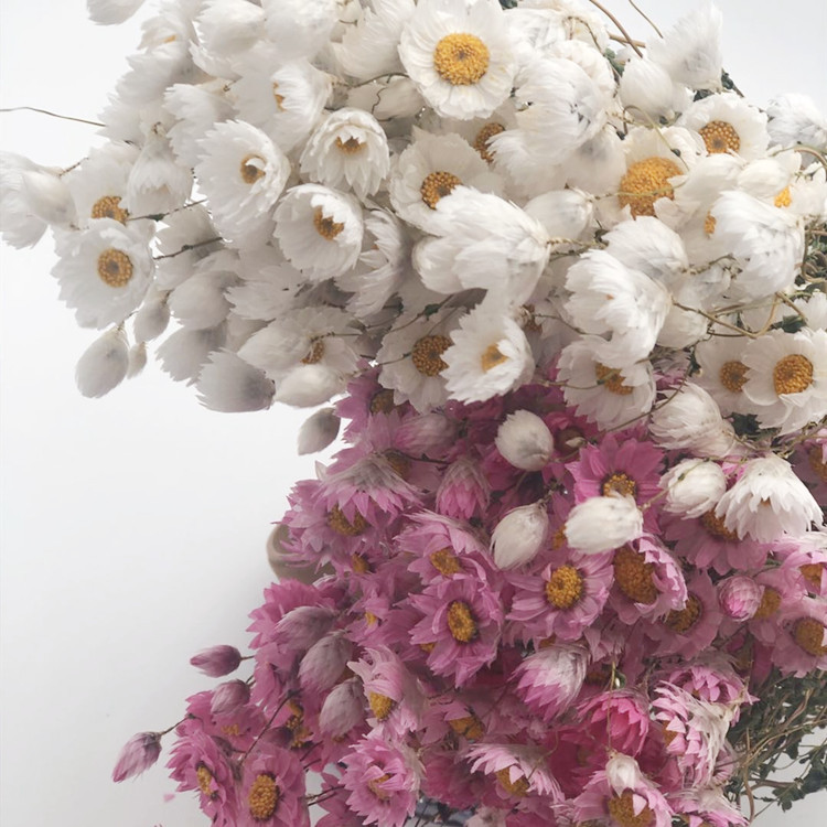 干花罗丹斯 小蜡菊 大力 鲁丹鸟进口花材 家居装饰插花花材