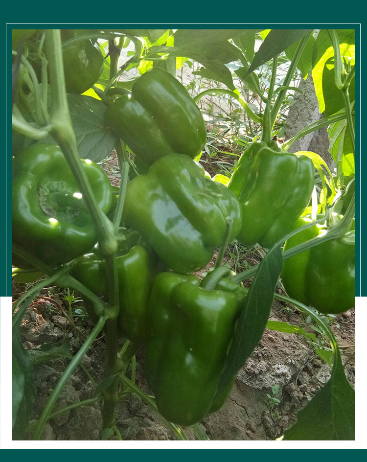 必丰椒杂20大甜椒种子 菜椒青辣椒种子 农田丰产高抗性蔬菜种子