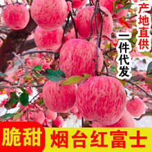 【全年供应】山东烟台红富士苹果应季生鲜水果冰糖心脆甜整箱批发
