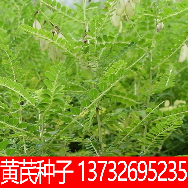 黄芪种子批发优质药材种子黄芪种子当年新采药材黄芪种子